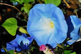 21 Easy Flowers for Beginners | Garden Design