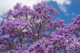 Is dependent on when the trees bloom each year. Hd Wallpaper Purple Cherry Blossom Tree Jacaranda Flowers Australia Pretty Wallpaper Flare