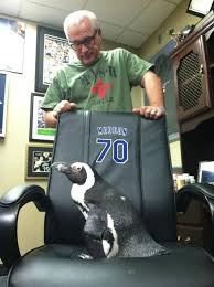 Are you ready to watch live penguins? This Is A Real Live Penguin On An Office Chair Belonging To Penguins Take A Seat Office Chair