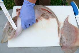 How To: Fillet A Skate — Elevated Wild