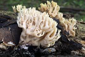 Image result for Ramaria stricta