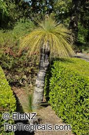 Image result for Xanthorrhoea