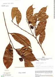 Image result for Heisteria