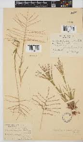 Image result for Trichoneura grandiglumis