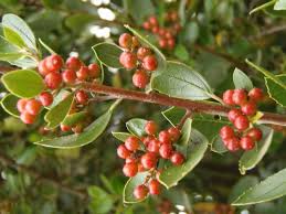 Image result for Rhamnus staddo