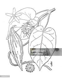 Image result for Vincetoxicum monticola