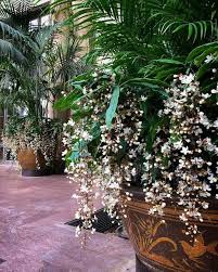 Image result for Alvesia clerodendroides