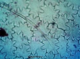 Image result for Coccinia barteri