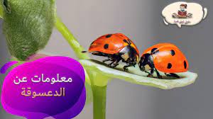 معلومات عن حشرة الدعسوقة للاطفال من راويتي تروي قصة fish pet pets animals