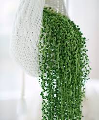 Piante da interno ile bağlantı kurmak için şimdi facebook'a katıl. Senecon Plante Retombante Plantes Retombantes Decoration Plantes Interieur Plante Tombante