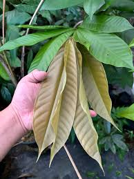 Image result for Uvariodendron