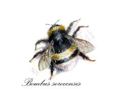 Image result for Bombus soroeensis