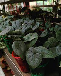 Altary Ornamental Flower On Instagram Alocasia Melo Badak Rhino Skin Price Dm From Batam Alocasiamelo Alocasiamelobadak Alocasi In 2021 Plants Colocasia Instagram