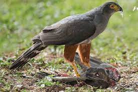 A speaker thursday night at northwest campus is presenting his findings on gyrfalcons, the largest of falcon species. Different Types Of Birds Of Prey