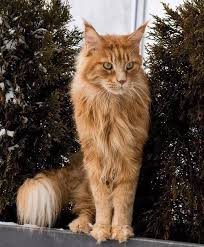 Pin On Orange Cats