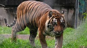 Dari 52 jenis alergen yang dites, keseluruhannya negatif buat rimba, bahkan. Harimau Sumatera Di Taman Rimba Jambi Terkena Radang Sendi