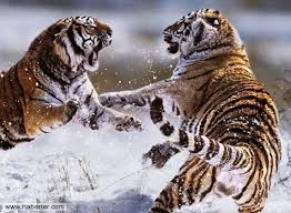 En Iyi Hayvan Kavgasi Fotograflari Steve Bloom Siberian Tiger Animals Wild