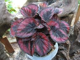 A Potted Begonia Rex Cultorum Growing Requirements For Rex Begonia Plants Rex Begonias Grow Best In Bright Indirect Su Bonsai Flower Flower Pots Flower Seeds