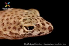 Gecko pest management is a local family owned business started in 2001. Texas Banded Gecko Geckoweb