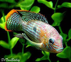 Fish Wallpaper For Bathroom Aquarium Fish Tropical Fish Fresh Water Fish Tank