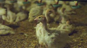Maybe you would like to learn more about one of these? Thanksgiving Turkey Rush How Empire Kosher Gets Its Birds Ready Fortune