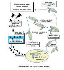 The Sea Turtle Life Cycle Spans Diverse Ecosystems Sometimes Separated Download Scientific Diagram