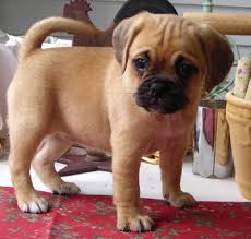 The pug and the french bulldog. 5 Irresistibly Adorable Pug Crossbreeds You Have To See To Believe
