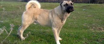 Ruyada Buyuk Kangal Kopegi Gormek Ruyandagor Com