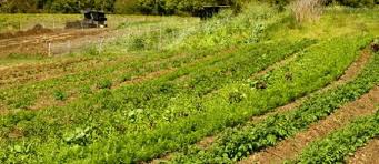 The first thing you need to do is draw a basic outline of your garden as shown in figure 1. How To Measure Success With Gardening The Permaculture Research Institute