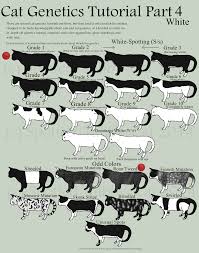 Cat Genetics Tutorial Part 4 White Tabby Cat Cat Colors Cats