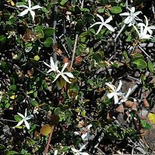 Image result for Ancylobothrys