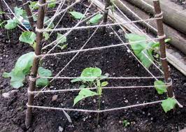 How To Sow, Plant And Grow Runner Beans From Seeds In The Garden - Dengarden