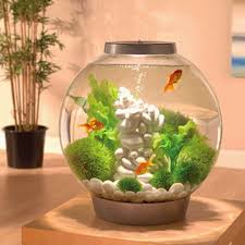 Biorb Aquarium Kit With Light Fixture Spiffy Pet Products Cool Fish Tanks Small Fish Tanks Fish Tank