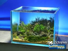 Slobodan Lazarevic Charming Hill Size 1 Liter 12 5 Cm X 9 5 Cm X 9 5 Cm Plants Nano Moss Amblystegium Serpens Fisside Aquarium Freshwater Aquarium Planted Aquarium