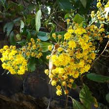 Image result for Cyathula polycephala