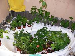 Image result for Abutilon englerianum