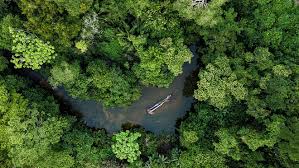 Use features like bookmarks, note taking and highlighting while reading where the forest meets the stars. What Is A Rainforest Worldatlas