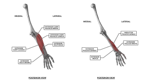 The function of the extensor digiti minimi is to control the movement of the little finger. Crossfit Wrist Musculature Part 2 Posterior Muscles