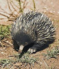 Echidna Feet Google Search Australia Animals Echidna Australian Native Animals