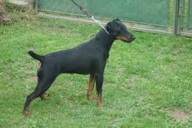 Image result for jagdteriér