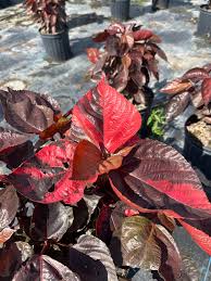 Image result for Acalypha wilkesiana