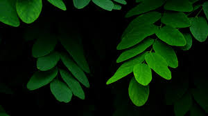 The public gallery images are free to use as your personal desktop wallpaper. Leaves On Black Background Wallpaper Iphone Android Desktop Backgrounds