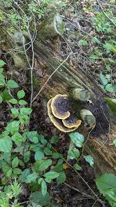 Image result for Phellinus gilvus