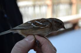 Bird Banding At Indiana Dunes State Park Indiana Dunes State Park Indiana Dunes Bird Bands