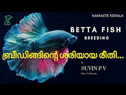 How To Breed Fighter Fish In Malayalam Betta Fish Breeding Malayalam Namaste Kerala Youtube