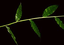 Image result for Oplismenus undulatifolius