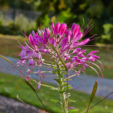 Image result for Cleome houtteana