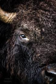 Pin By Mancira On Wildlife Buffalo Animal Bison Photo Animal Photography