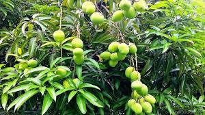 We did not find results for: Mango Starting A Mango Tree From Seed Part 3 Youtube