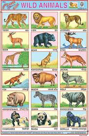 Wild Animal Stickers Chart Multicolor Animal Chart Education Chart Book Reading Fashion Home Garden Animal Pictures For Kids Wild Animals List Animals Wild